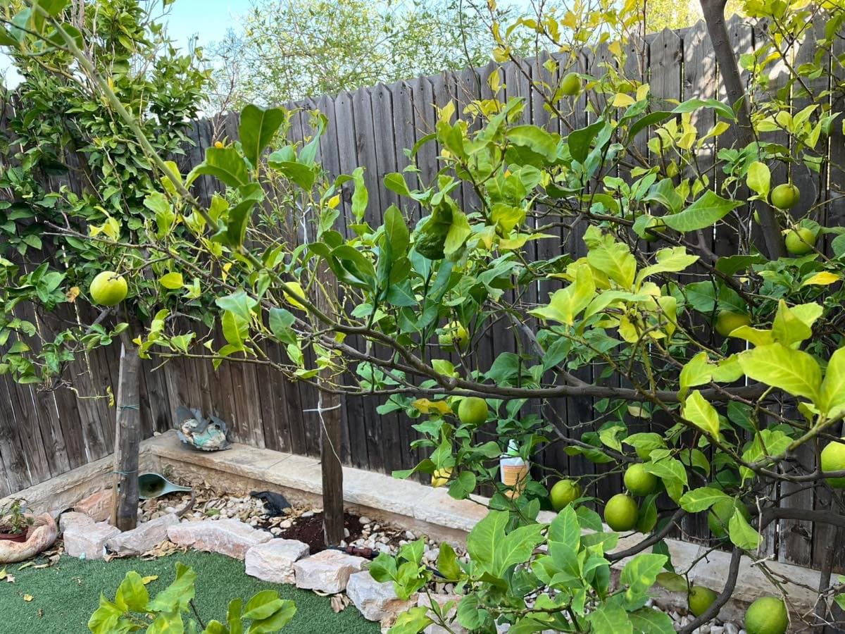 תמונת הדמיה שנייה