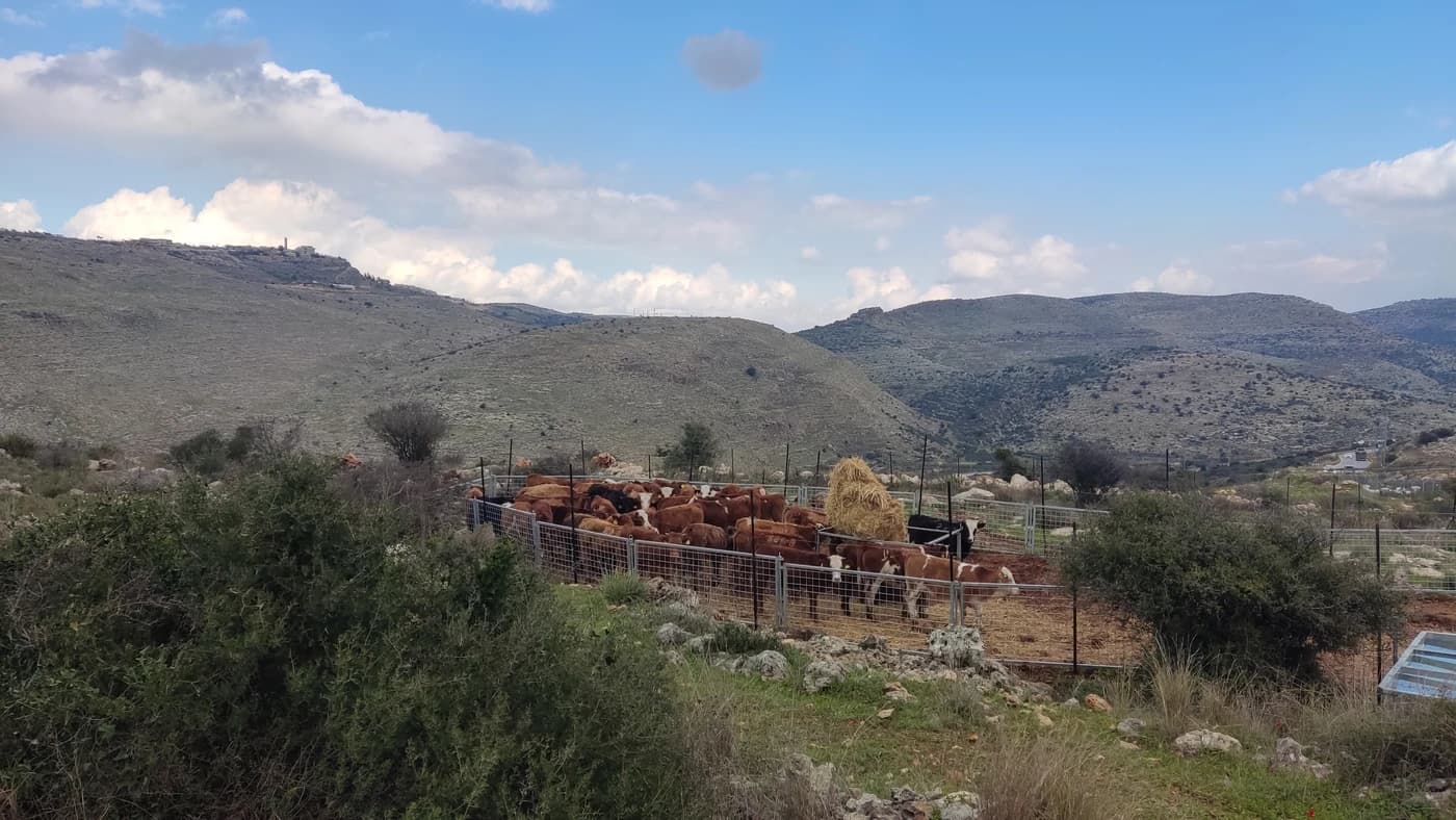קו המחרשה החדש: החוות החקלאיות ביו"ש מציירות מחדש את מפת ההתיישבות