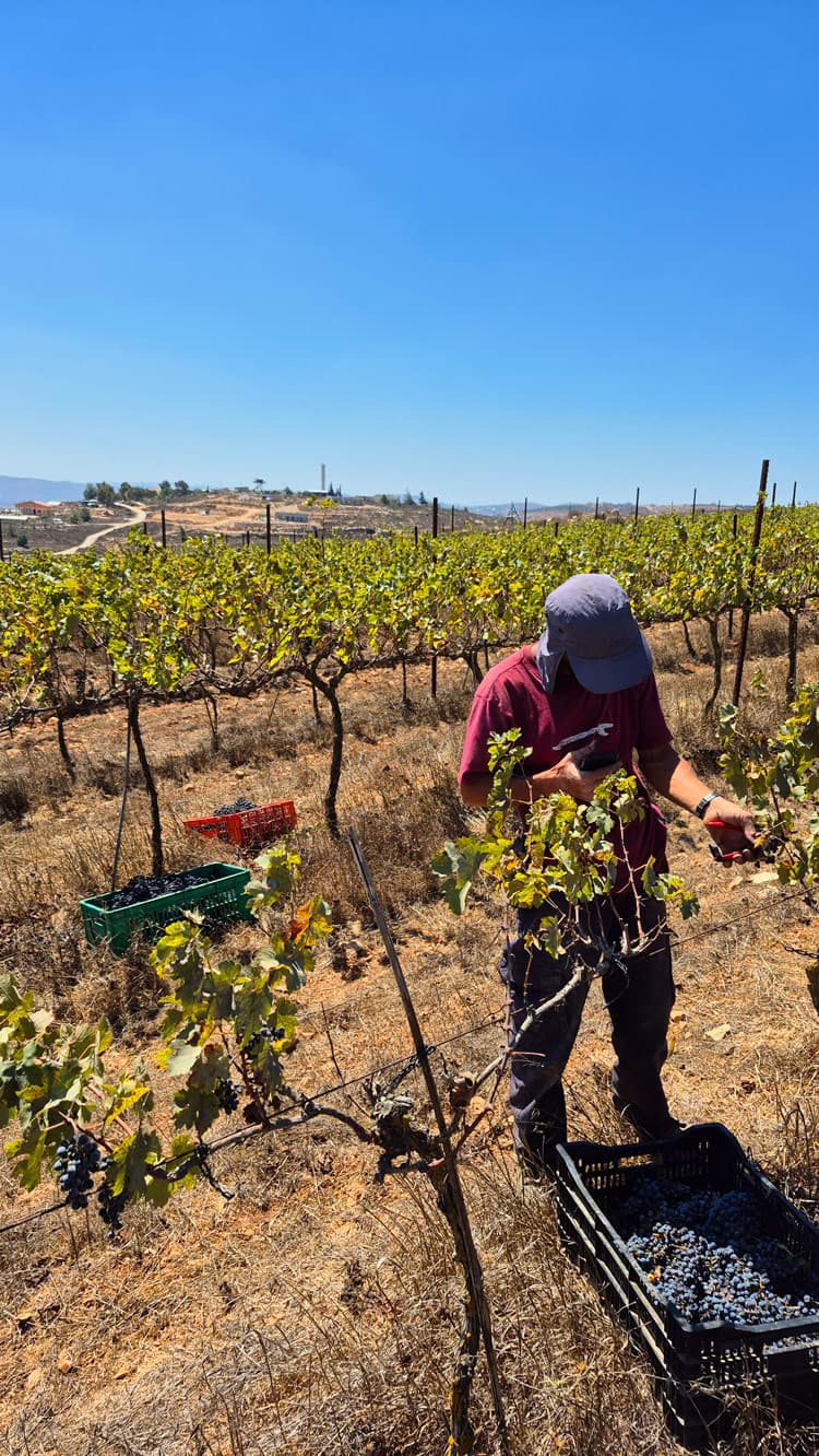 בציר ענבי יין בגבעות איתמר. צילום: לגור ביו"ש